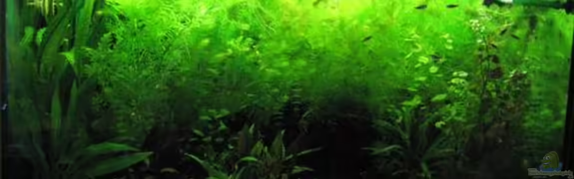 Becken 11502 von Chrihilefi