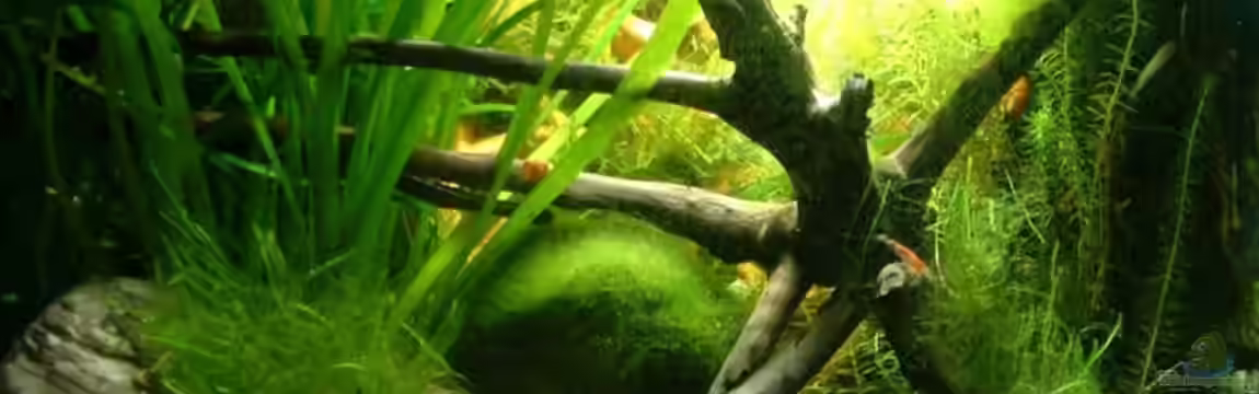 Becken 11504 von Eleanor