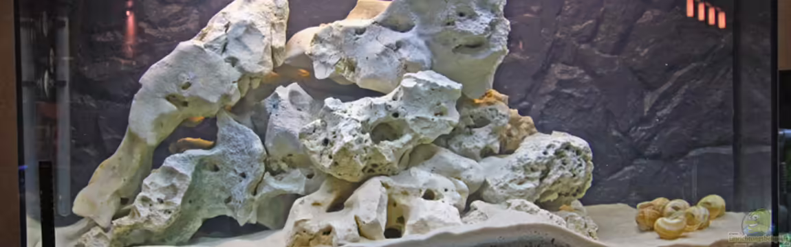 Becken 11529 von DJay77