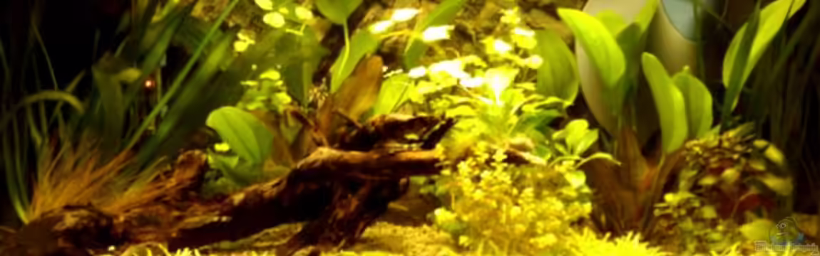 Becken 11560 von Angelfish