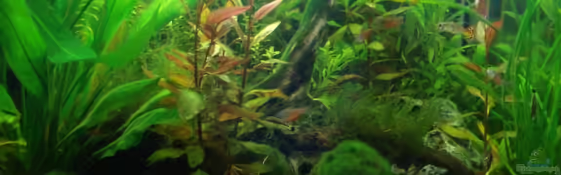 Becken 11562 von lunimami