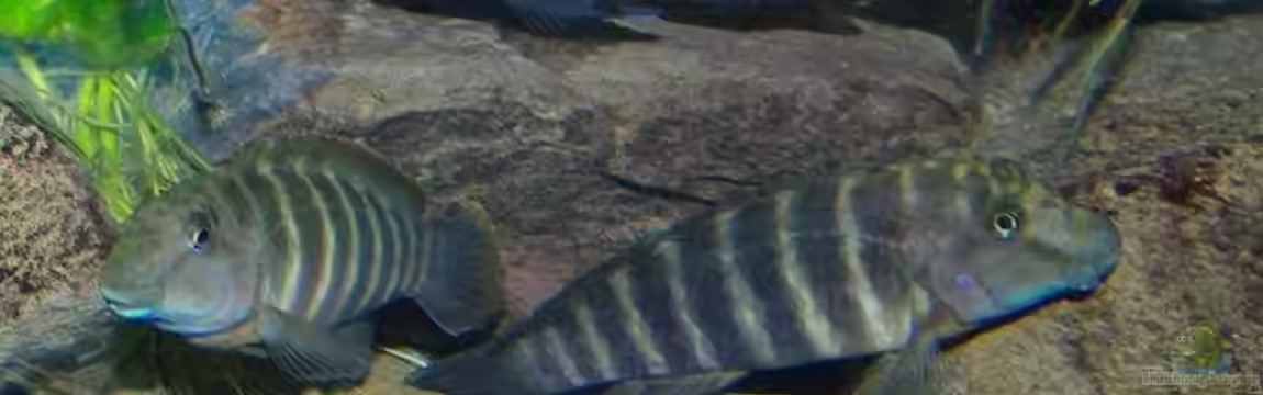 Becken 11564 von Austauscher