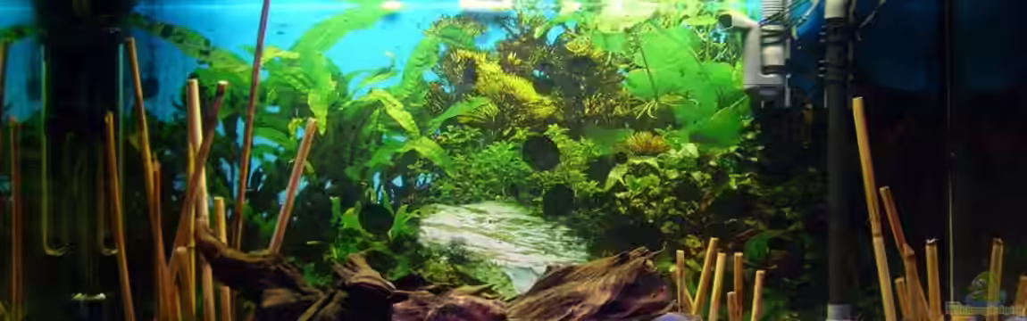 Becken 11596 von SLK Malawi