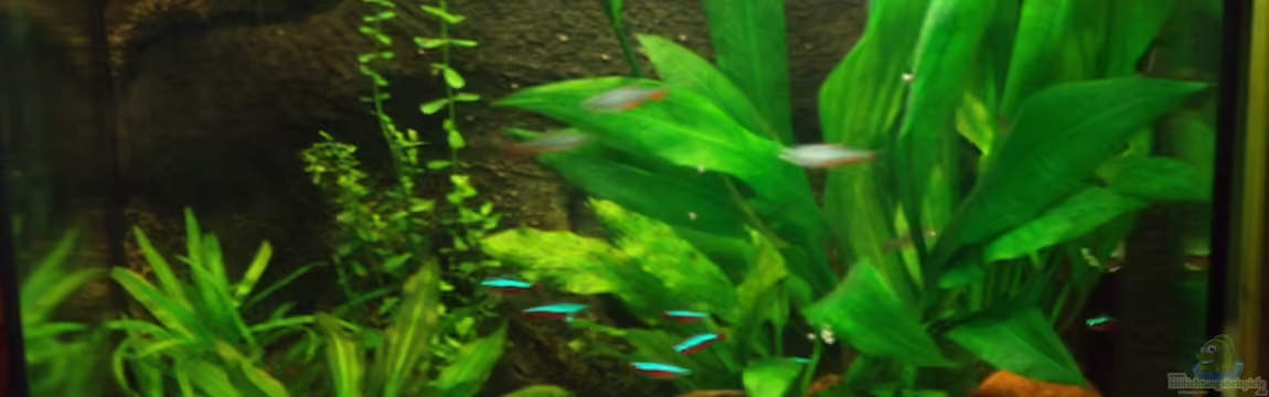 Becken 11600 von Einecke