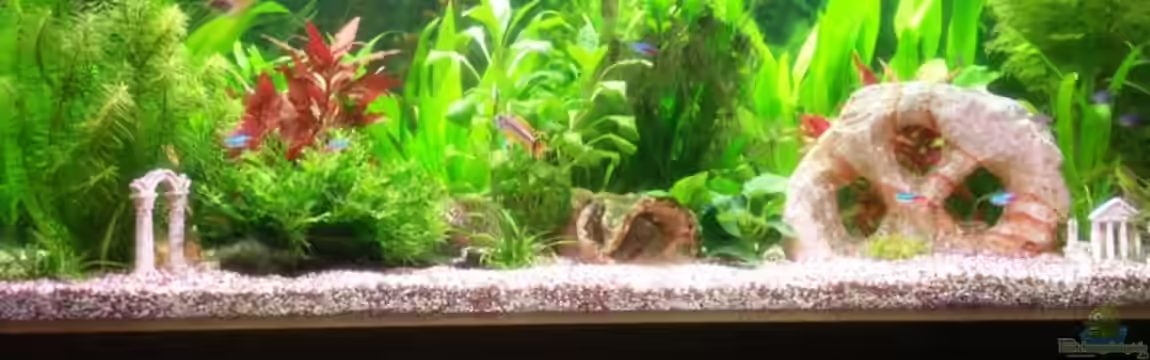 Becken 11605 von Jogibaer