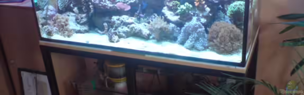 Becken 11616 von Daniel Reichl