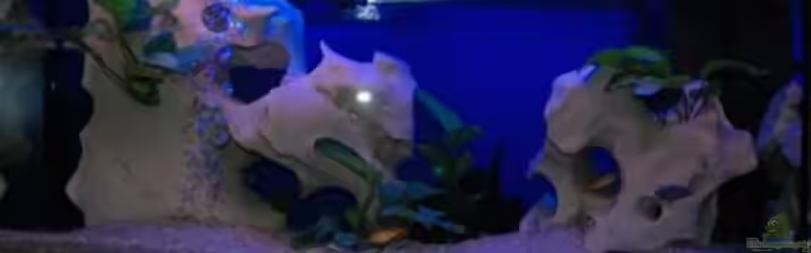 Becken 1163 von Jürgen Nagl