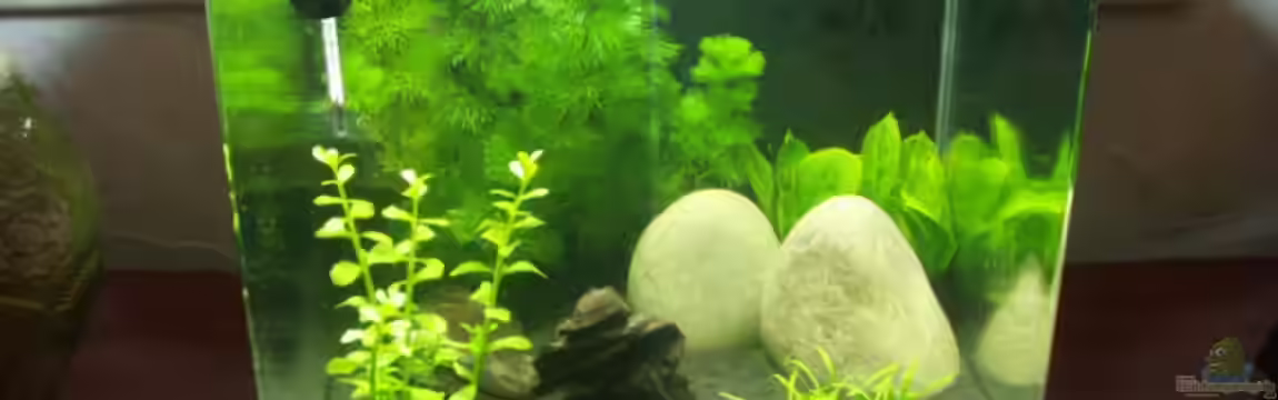 Becken 11668 von Jakobi