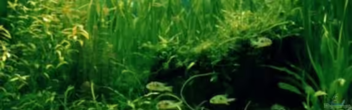 Becken 1167 von Sven Schaper