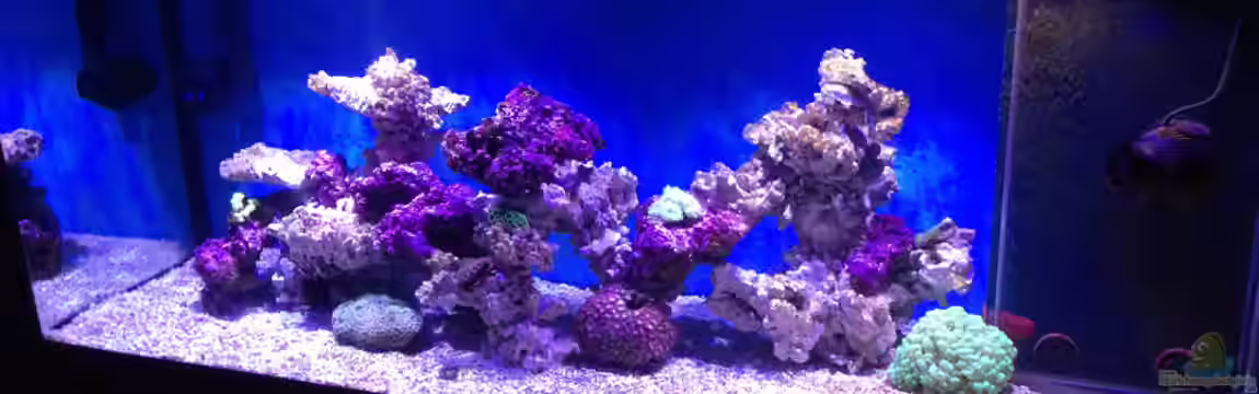 Becken 11670 von Mosi