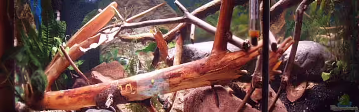 Becken 11679 von Jason