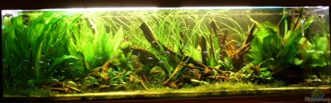 Becken 11688 von Rudi