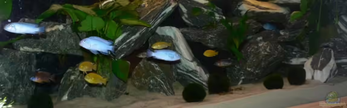 Becken 11700 von Peter Giesbrecht