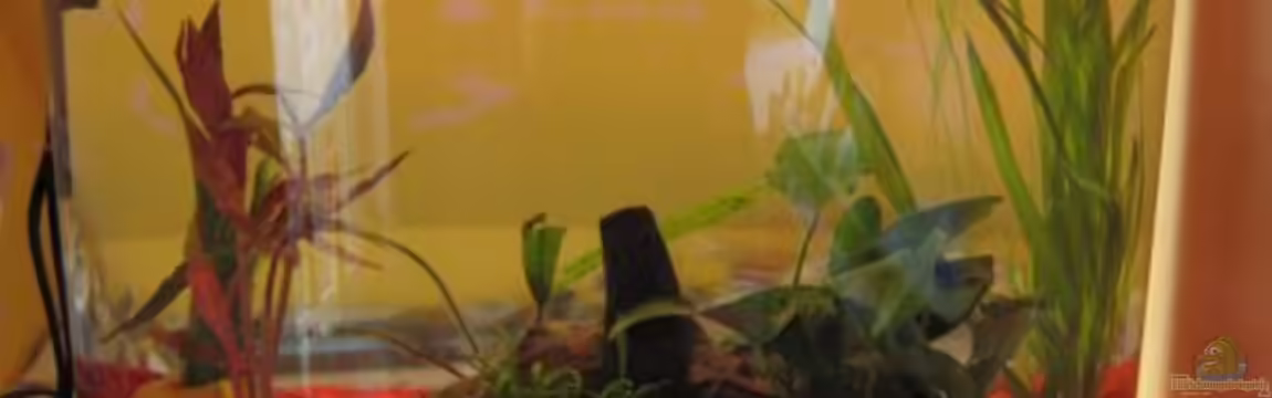 Becken 11703 von Jens Kaufmann