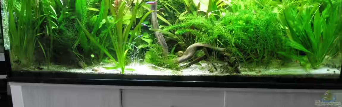 Becken 11721 von Patricia