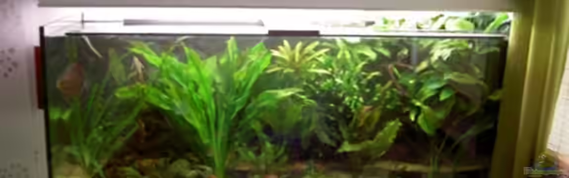 Becken 11731 von Dominik Schickmair