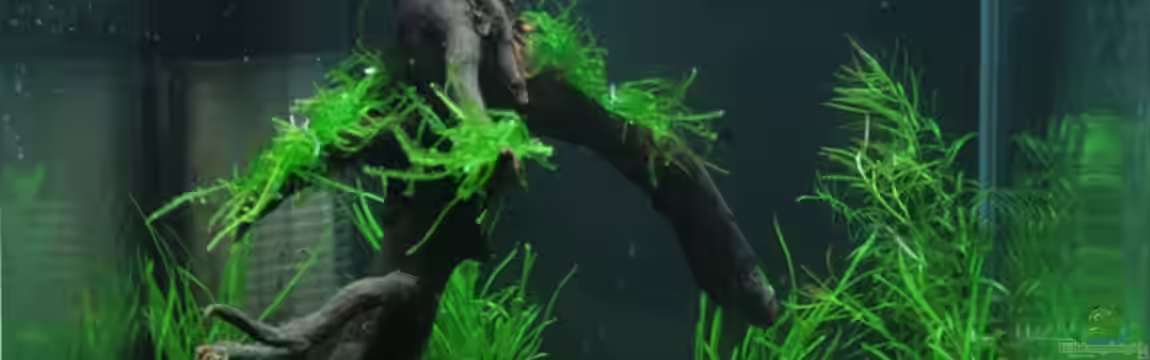 Becken 11735 von Rene N.