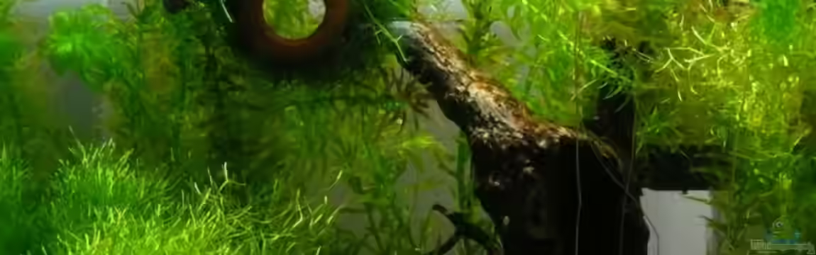 Becken 11747 von knutschi