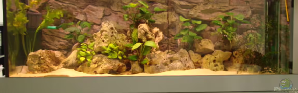 Becken 11754 von Zorni