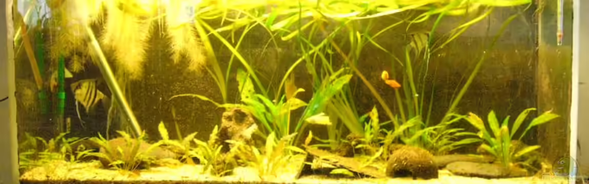 Becken 1179 von Jonas