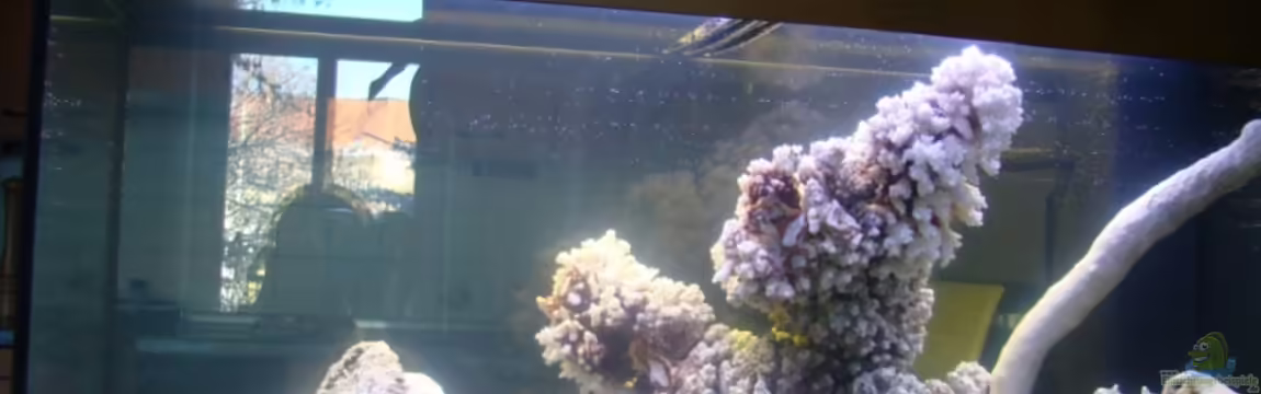 Becken 11811 von Heiner