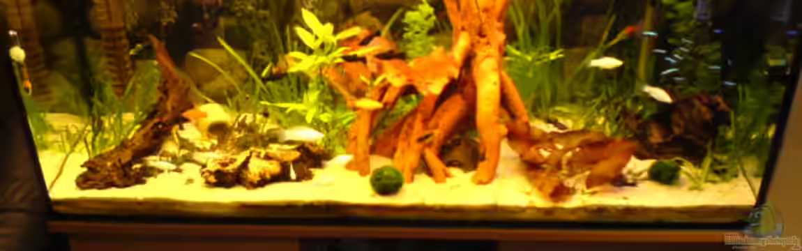 Becken 11818 von Kordi