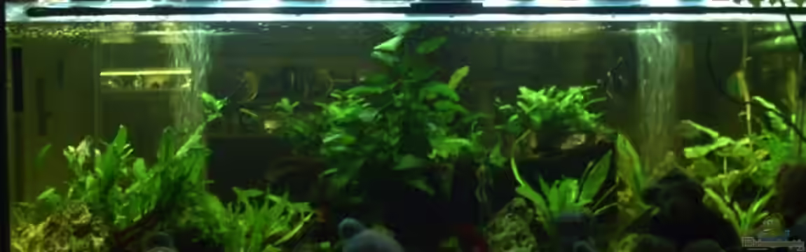 Becken 11822 von Enrico Bochmann