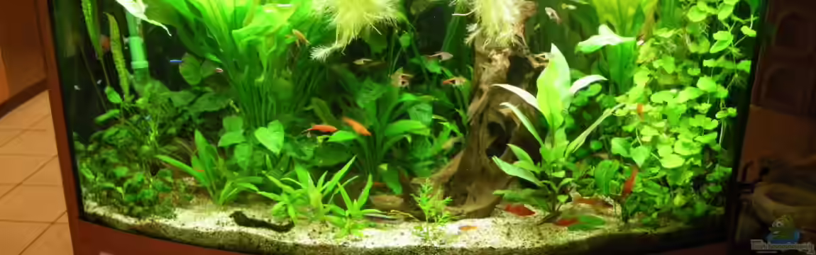 Becken 11827 von Bazzi