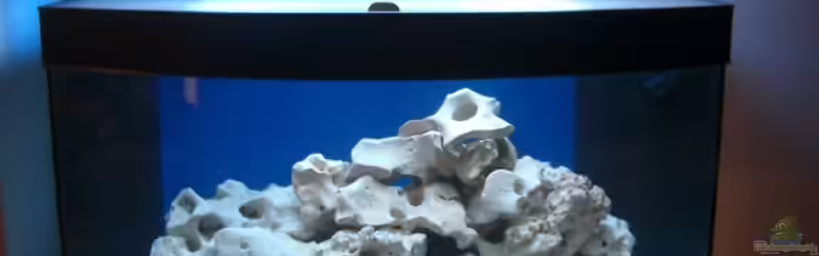 Becken 11831 von Philipp Geymann