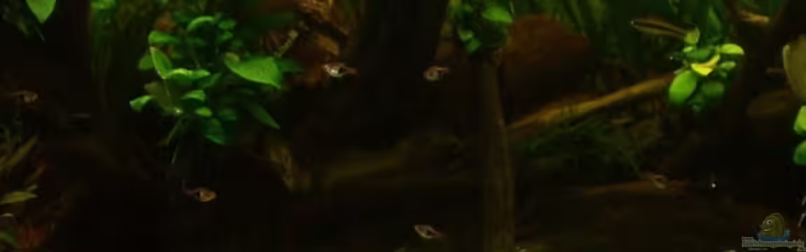 Becken 11841 von Bernd St.