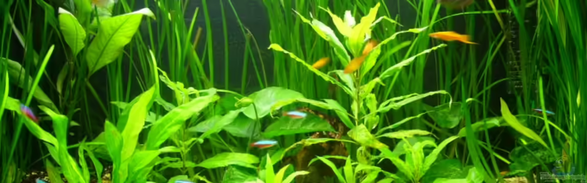 Becken 11843 von Elmar Langer