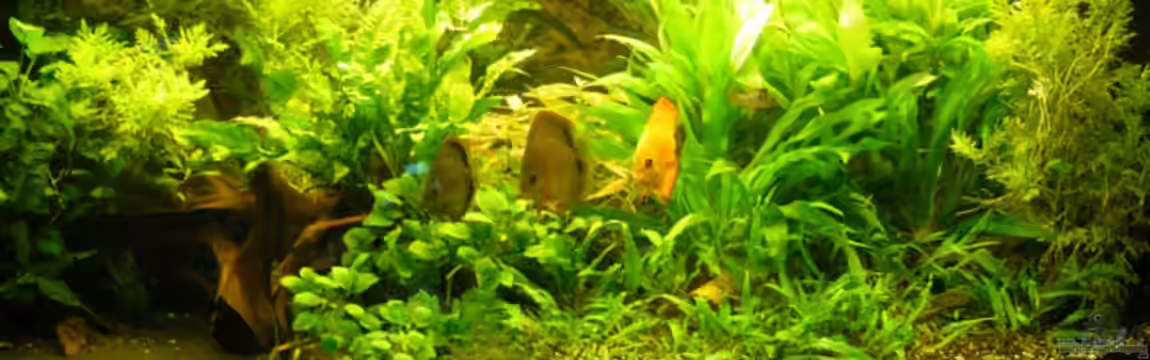 Becken 11860 von supervisor03