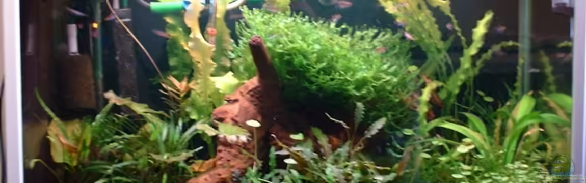 Becken 1187 von Markus Gode