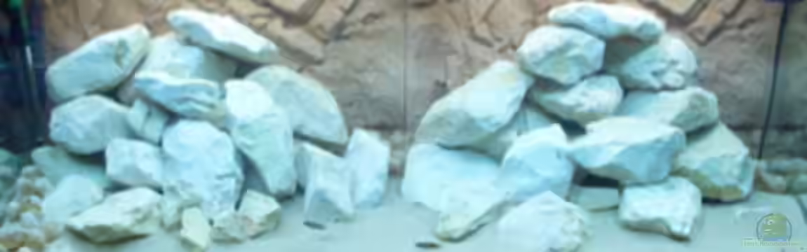 Becken 11895 von rhinshev