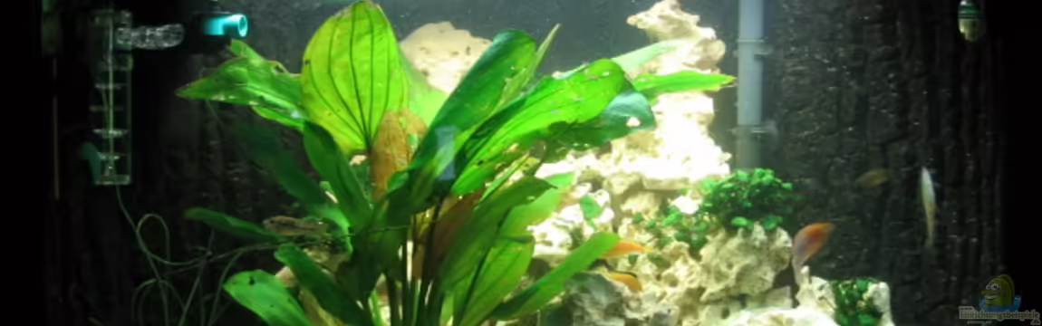 Becken 1190 von Andreas Herbrich