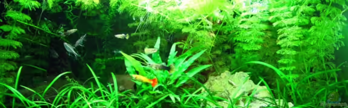 Becken 11908 von Bimo