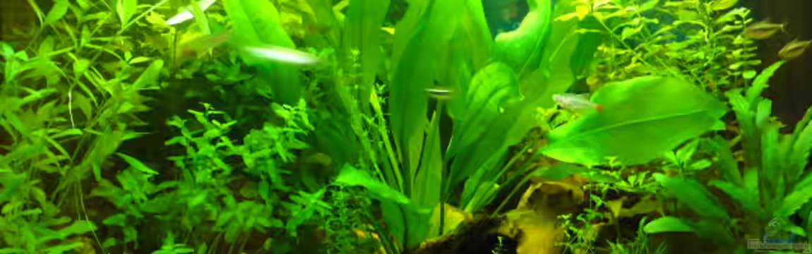 Becken 11910 von Bernd Ellerbrock