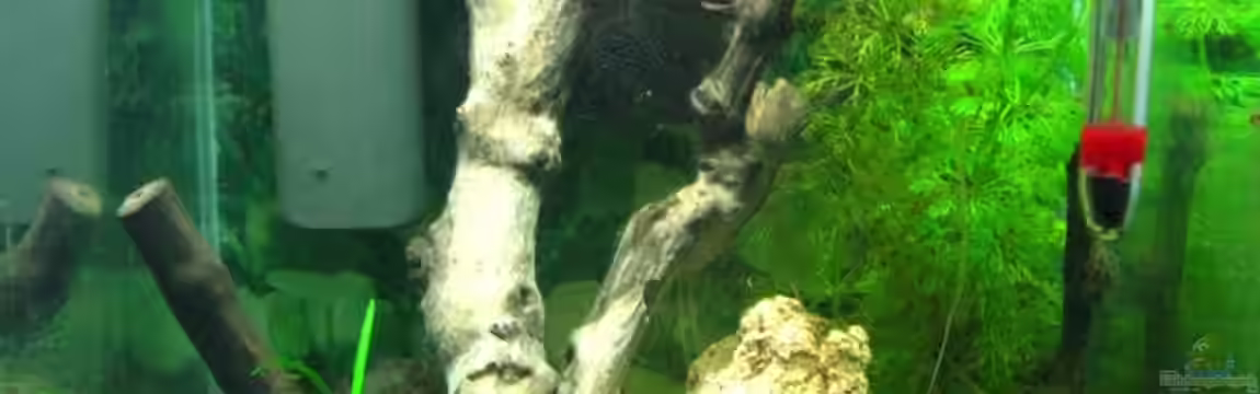 Becken 11914 von Timo Berger