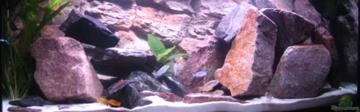 Becken 11924 von Morrow