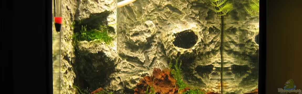 Becken 11929 von Thomas D.