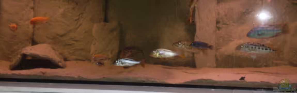 Becken 11932 von Daniel Schneider