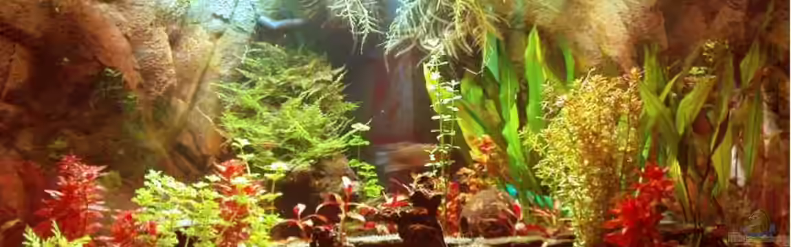 Becken 11950 von wasserspaß