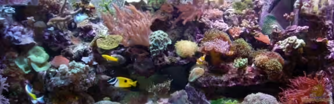 Becken 11957 von Kadijah