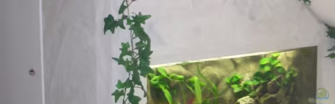 Becken 1196 von Sandro Di Giandomenico