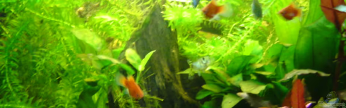 Becken 11965 von Mischa