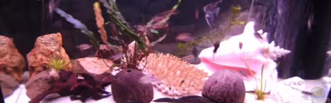 Becken 11966 von Marcydacy