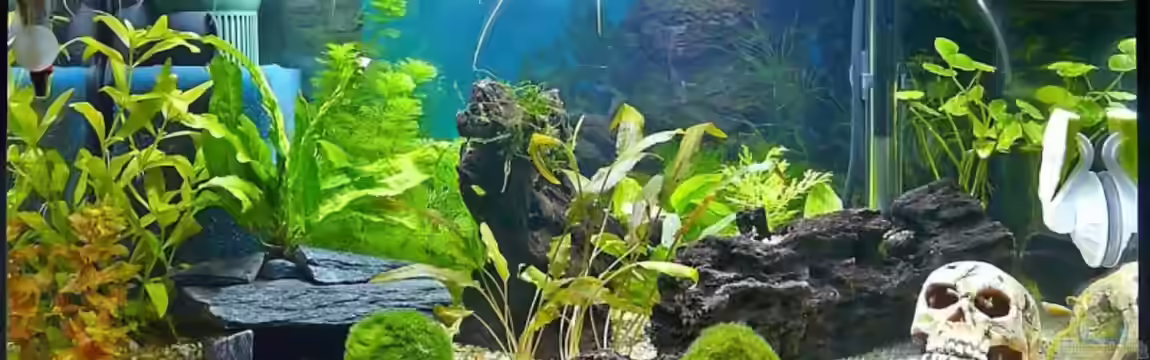 Becken 11982 von rupi99