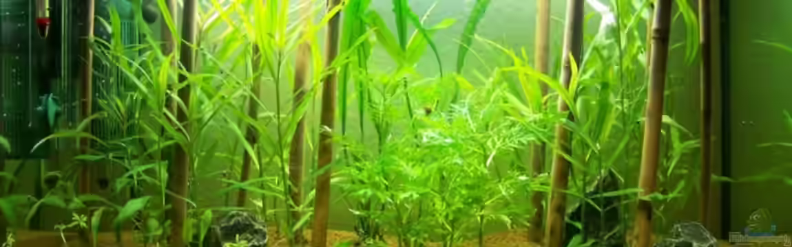 Becken 11989 von lwelsoase