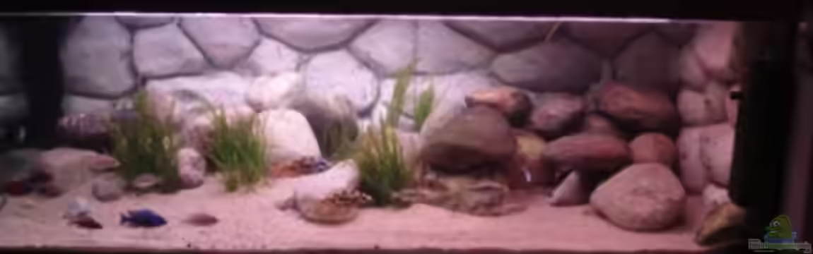 Becken 11992 von Sandro Wiery