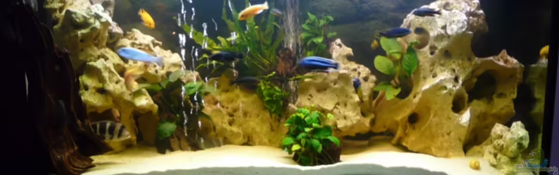 Becken 11993 von Jani